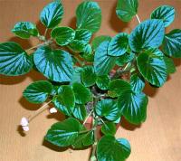 Бегония Semperflorens