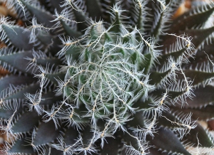 >Haworthia aranea ES