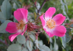 Rose glauca, сизая