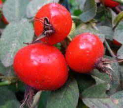 Rose rugosa, морщинистая.