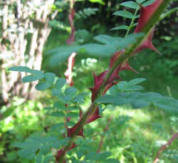 Rose omeiensis var. pteracantha.