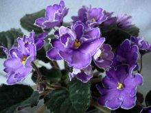Узамбарская фиалка, сорт 'Mac's Blue-Blooded Baroness'.
