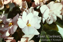 'Айва'.