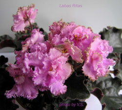 Labas Rytos /Лабас Ритас (Доброе утро), сел. Дамбраускене