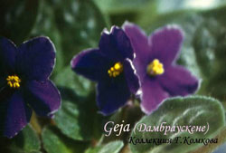 Geja /Гея, сел. Дамбраускене.