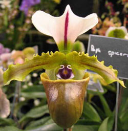 Paphiopedilum spicerianum