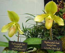Комплексный)гибрид P. maudiae x Winston Churchill