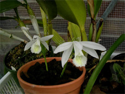 Цветущая P. formosana Alba