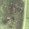 Обыкновенный паутинный клещик (Tetranychus urticae)