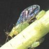 Тля (Aphididae)