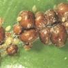 Щитовка (Coccidae)