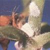 Мучнистый червец (Pseudococcidae)