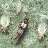 Трипсы (Thysanoptera)