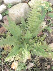   'Divisilobum Angustatum' (olystichum setiferum) 